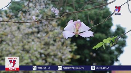 Hoa Ban khoe sắc rực rỡ giữa lòng thành phố Hòa Bình