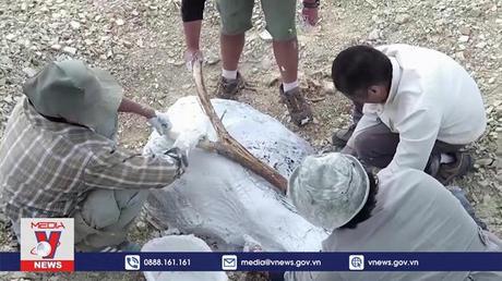 Phát hiện hộp sọ 36 triệu năm tuổi của cá voi cổ đại