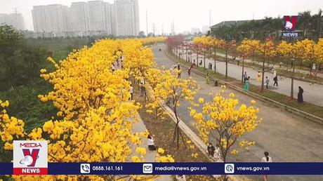 Hà Nội rực rỡ sắc màu hoa tháng 3