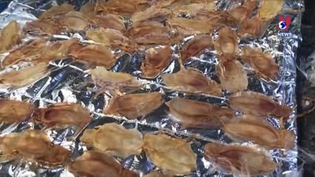 Bắt gần 45 kg bóng cá sửu quý hiếm tại sân bay TSN