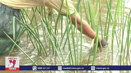 Nông dân Sóc Trăng thu nhập khá từ trồng cây năn bộp 