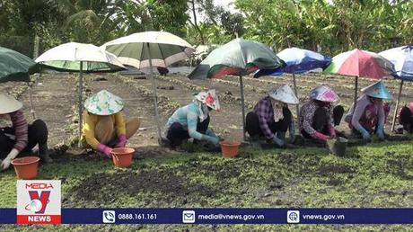 Trồng cỏ nhung giúp phát triển kinh tế