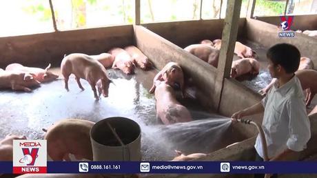Tuyên Quang bước đầu khống chế thành công dịch tả lợn châu Phi 