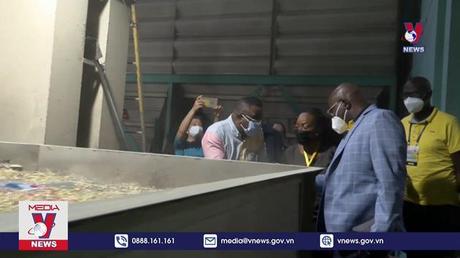 Khảo sát doanh nghiệp xuất khẩu gạo tại Long An