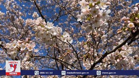 Hà Lan bước vào mùa hoa anh đào