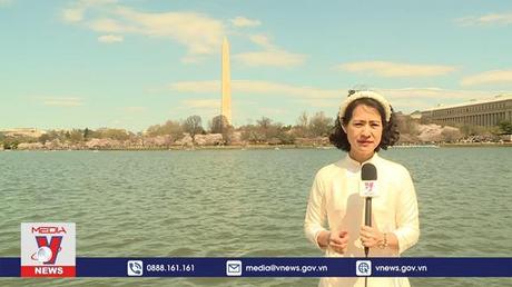 Mùa hoa anh đào 2022 tại Washington DC