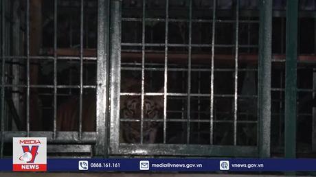 Quảng Bình tiếp nhận, chăm sóc 7 cá thể hổ Đông Dương
