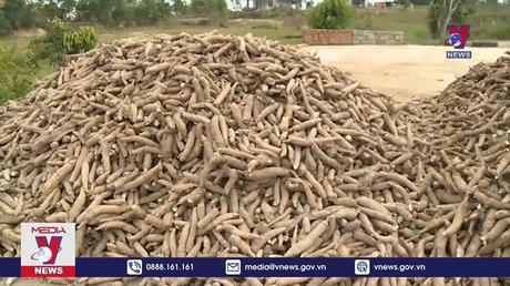 Hiệp hội sắn cầu cứu Thủ tướng