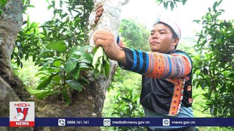 Phim tài liệu: Chuyện những cây chè cổ Suối Giàng