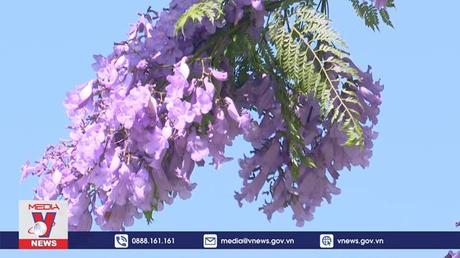 Đà Lạt vào top điểm ngắm hoa đẹp nhất thế giới