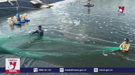 Quảng Ninh bàn giải pháp nâng cao chất lượng tôm nuôi