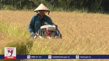 Nông dân Bến Tre trúng mùa được giá vụ đông xuân
