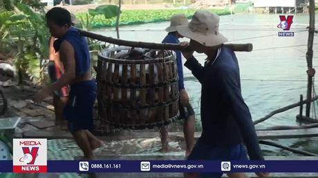 Xuất khẩu cá tra tăng trưởng tới 3 con số 