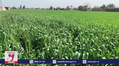 Vai trò của khu vực Mỹ Latinh-Caribe với an ninh lương thực thế giới