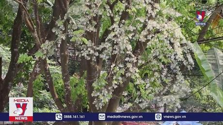 Hoa Sưa nở trắng rộ tại thành phố Hòa Bình 