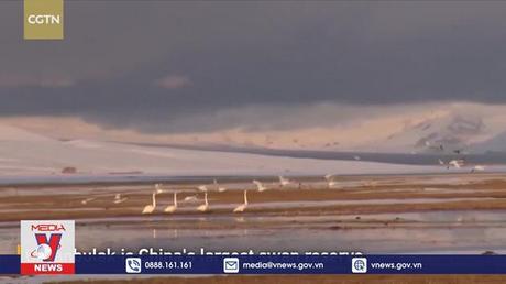 Mùa chim thiên nga di cư tại Trung Quốc