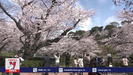 Mùa hoa anh đào tại Tokyo