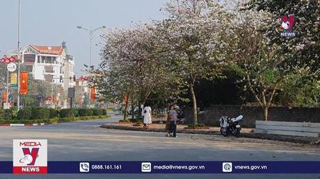 Hoa ban khoe sắc giữa lòng Thành Nam