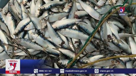 4 loại thủy sản xuất khẩu sang Nhật Bản sẽ phải có chứng nhận khai thác