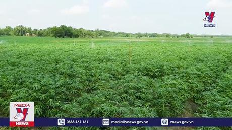 Nông dân Tây Ninh mong chờ có giống sắn sạch bệnh