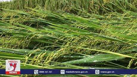 4.500 ha lúa ở Quảng Ngãi bị ngập úng, đổ ngã