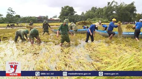Giúp dân thu hoạch lúa ngập úng do mưa lớn bất thường