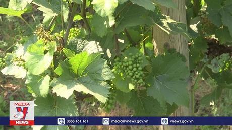 Sương giá đe dọa ngành trồng nho và trái cây của Pháp