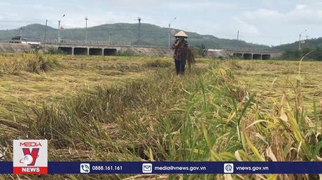 Nông dân Bình Định trắng tay vì lúa ngập úng