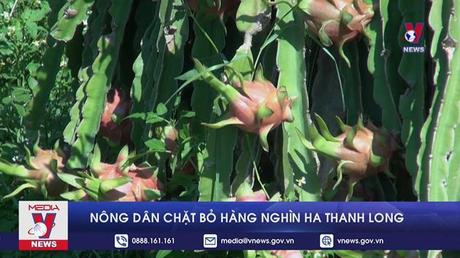 Nông dân chặt bỏ hàng nghìn ha thanh long