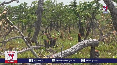 Gần 100 ha rừng bị phá tại huyện Ea Súp, Đắk Lắk