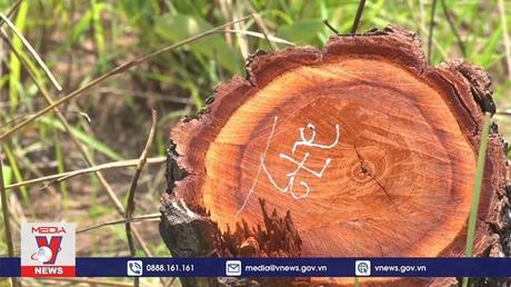 Hơn 387 ha rừng bị phá tại huyện Ea Súp, Đắk Lắk