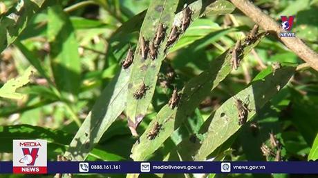Dịch châu chấu đen gây hại tại Cao Bằng