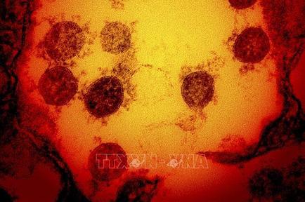 Nhật Bản phát hiện ca nhiễm biến thể mới XE đầu tiên