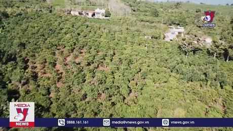 Tái canh và cải tạo 107.000 ha cà phê đến năm 2025