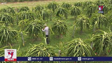 Tái diễn tình trạng trồng rồi chặt