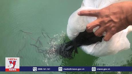 Quảng Ngãi thả giống tái tạo nguồn lợi thủy sản