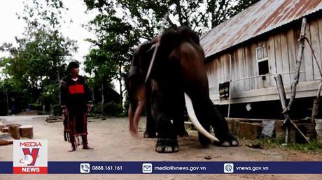 Phim tài liệu: Kỷ vật truyền đời Voi Y Khăm Sen