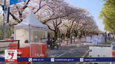 Hoa anh đào nở rộ ở Hàn Quốc 