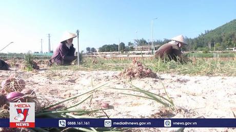 Nông dân Lý Sơn lo thiếu cát trồng hành tỏi