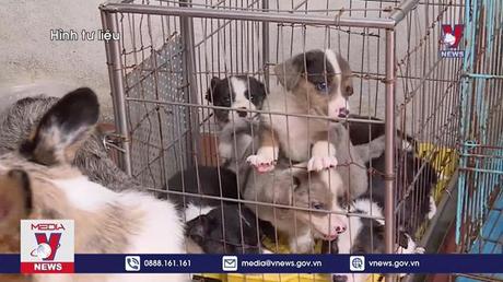 Hà Nội yêu cầu quản lý chặt việc nuôi chó, mèo