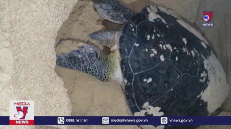 Thả cá thể rùa quý hiếm về biển Quy Nhơn