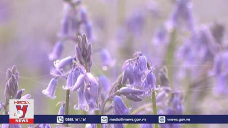 Rừng hoa chuông xanh nở rộ ở Bỉ