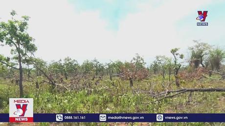 Khởi tố vụ phá hơn 382 ha rừng tại Đắk Lắk 