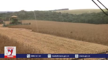 Các tổ chức đa phương kêu gọi hành động khẩn cấp về an ninh lương thực