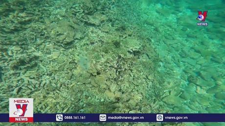 Kiểm tra san hô khu vực Hòn Sẹo sau thông tin bị chết hàng loạt