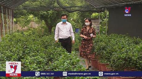 Cảnh giác với “cơn sốt” bạch hải đường