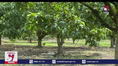 Xoài Úc rớt giá