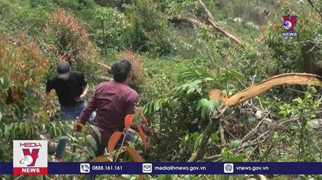 Lâm Đồng điều tra vụ phá rừng ở khu vực giáp ranh