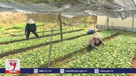 Quảng Ninh gỡ khó cho người trồng rừng gỗ lớn