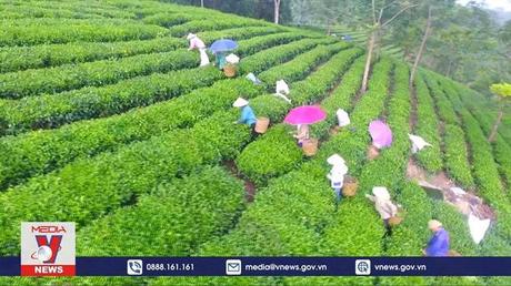 Tuyên Quang phát triển du lịch gắn với nông nghiệp